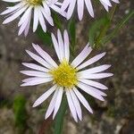 Symphyotrichum lanceolatum Кветка