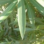 Nerium oleander Листок