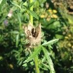 Hibiscus cannabinus Fruchs