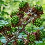 Rubus elegantispinosus Hedelmä