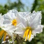 Solanum sisymbriifolium Blomst