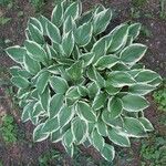 Hosta plantagineaList