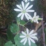 Stellaria nemorumBlomst