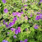 Geranium ibericum Habitatea