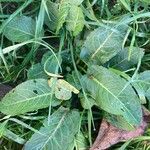 Rumex acetosa Leaf