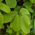 Akebia quinata 葉