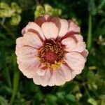 Zinnia elegansЦвят