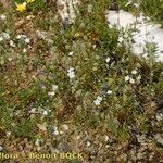 Omphalodes linifolia Habit