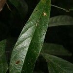 Catostemma fragrans Leaf