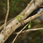 Geniostoma borbonicum Плод