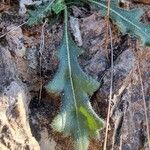 Biscutella lima Leaf