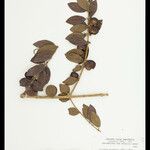Strychnos guianensis