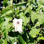 Ipomoea carneaBlüte