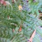Dryopteris erythrosora Leaf