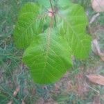 Toxicodendron radicans Ліст