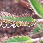 Kalanchoe × houghtonii पत्ता