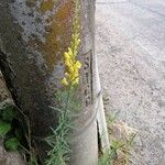 Linaria angustissima 花