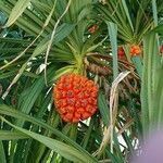 Pandanus utilis ഫലം