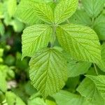 Rubus allegheniensis List