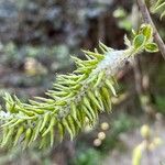 Salix salviifolia Flower