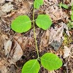 Lonicera canadensis Leaf