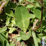 Veronica allionii Feuille