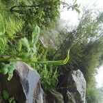 Arisaema jacquemontii List