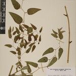 Smilax elegans Άλλα