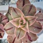 Aeonium leucoblepharum Feuille