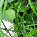 Coreopsis verticillata Casca