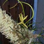 Tillandsia bulbosa Blüte