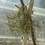 Tillandsia matudae Ліст