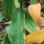 Hedychium densiflorum Leaf
