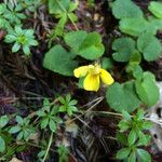 Viola sempervirens आदत