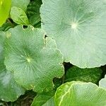 Hydrocotyle verticillata Feuille