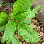 Elephantopus carolinianus Leaf