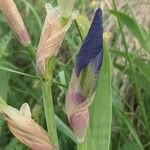 Iris x germanica Kukka