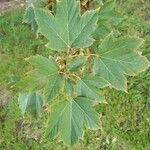 Acer diabolicum Folha