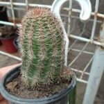 Echinocereus pectinatus Leaf