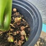Alocasia clypeolata Otro