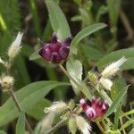 Trifolium depauperatum Hábitos