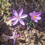 Crocus corsicusCvet