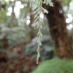 Asplenium hypomelas Blad