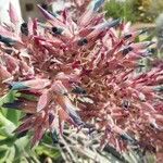 Puya spathacea Цвят