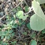 Ficus palmata Leaf