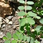 Euphorbia prostrata Folio