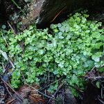 Anogramma leptophylla Habit