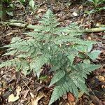 Pteris repens Blatt