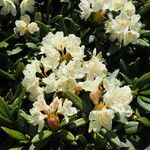 Rhododendron caucasicum Flower