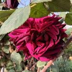 Rosa × odorata Blodyn